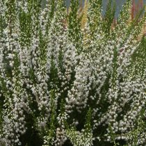 Вереск «Лонг Уайт» (Calluna 'Long White')
