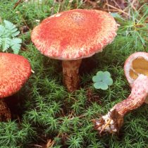 Масленок раскрашенный (Suillus spraguei) Масленок раскрашенный (Suillus spraguei)