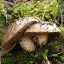 Масленок Беллини (Suillus bellini) Масленок Беллини (Suillus bellini)