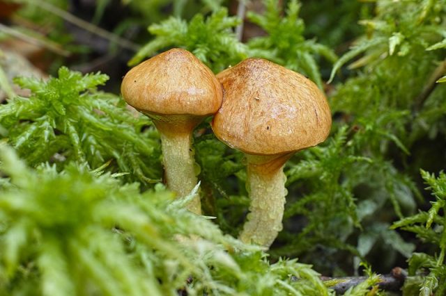 Масленок болотный (Suillus flavidus) растет в сентябре-октябре на пограничных участках заболоченных территориях среди сфагнума в содружестве с сосной и отличается шляпкой диаметром до 8 см Масленок болотный (Suillus flavidus) растет в сентябре-октябре на пограничных участках заболоченных территориях среди сфагнума в содружестве с сосной и отличается шляпкой диаметром до 8 см
