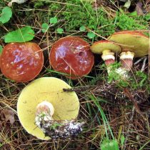 Масленок Клинтона или каштановый (Suillus clintonianus) Масленок Клинтона или каштановый (Suillus clintonianus)
