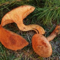Масленок рыже-красный (Suillus tridentinus) Масленок рыже-красный (Suillus tridentinus)