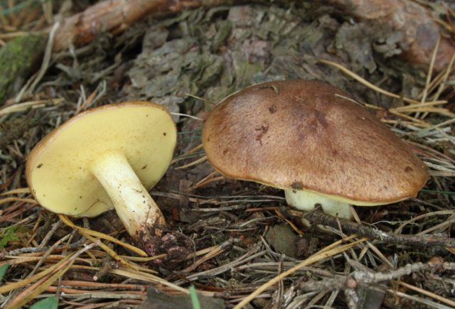 Масленок рыжий (Suillus fluryi) Масленок рыжий (Suillus fluryi)