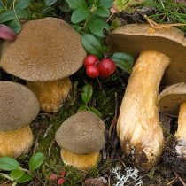 Маслёнок жёлто-бурый (Suillus variegatus) Маслёнок жёлто-бурый (Suillus variegatus)
