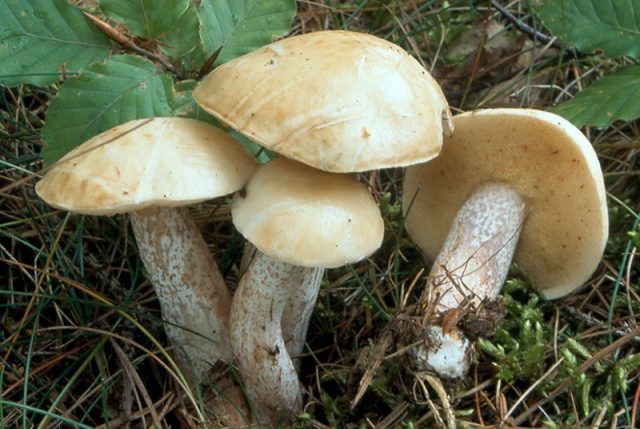 Маслёнок белый (Suillus placidus) Маслёнок белый (Suillus placidus)