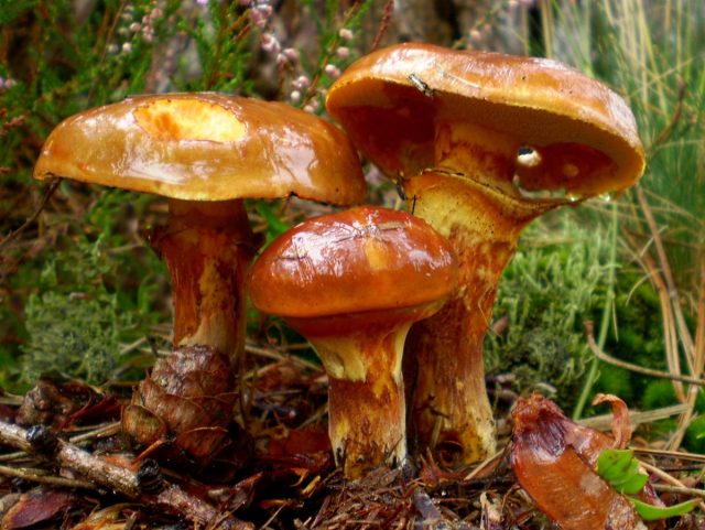 Маслёнок лиственничный (Suillus grevillei) Маслёнок лиственничный (Suillus grevillei)