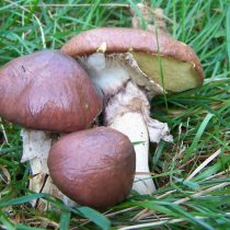 Маслёнок настоящий (Suillus luteus) Маслёнок настоящий (Suillus luteus)