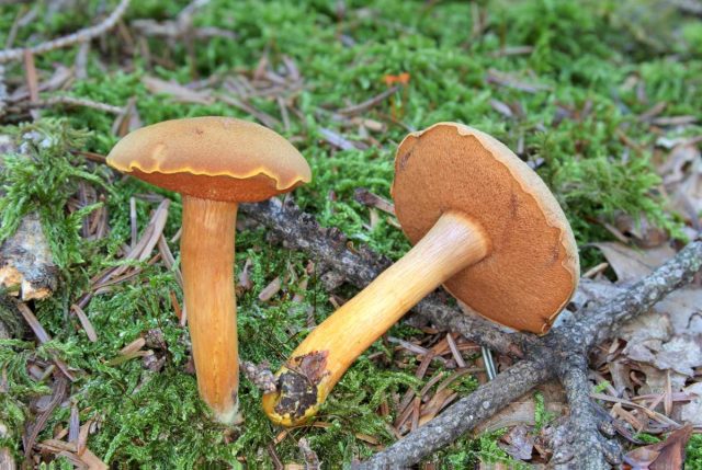 Маслёнок перечный (Chalciporus piperatus) просто так его есть невозможно, вкус резкий сладковато-жгучий, а вот в качестве приправы сушёный гриб придаёт блюдам удивительный мятно-перечно-грибной аромат Маслёнок перечный (Chalciporus piperatus) просто так его есть невозможно, вкус резкий сладковато-жгучий, а вот в качестве приправы сушёный гриб придаёт блюдам удивительный мятно-перечно-грибной аромат