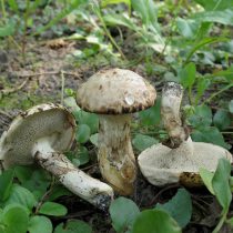 Маслёнок серый (Suillus viscidus) Маслёнок серый (Suillus viscidus)