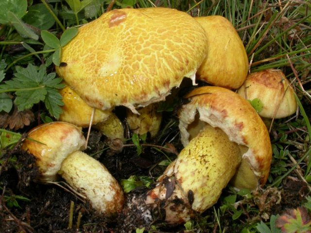Масленок сибирский (Suillus sibiricus) обладает желто-оливковой шляпкой диаметром до 10 см. и встречается в компании кедров и сосен Масленок сибирский (Suillus sibiricus) обладает желто-оливковой шляпкой диаметром до 10 см. и встречается в компании кедров и сосен