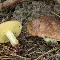Маслёнок зернистый (Suillus granulatus) Маслёнок зернистый (Suillus granulatus)