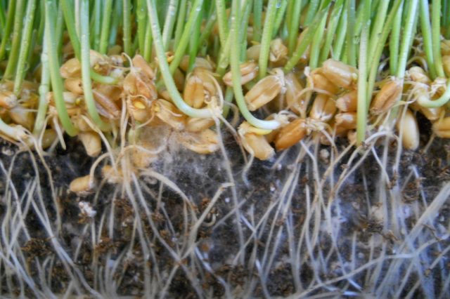 Микоризные грибы обволакивают корни растения-хозяина. По грибным нитям вода и питательные вещества (фосфор, азот и кальций) попадают в корневую систему, а затем в побеги. Благодаря симбиозу растение снабжает гриб углеводами, аминокислотами и фитогормонами
