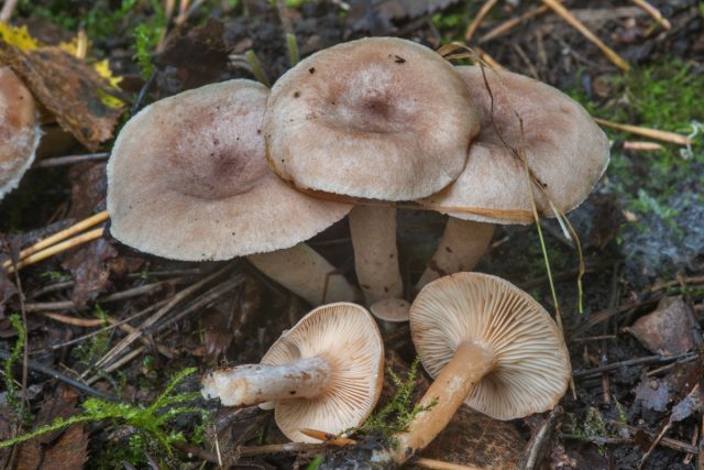 Млечник ароматный, или груздь ароматный (Lactarius glyciosmus) пахнет кокосом Млечник ароматный, или груздь ароматный (Lactarius glyciosmus) пахнет кокосом