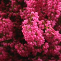 Вереск «Моника» (Calluna 'Monika')