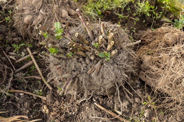 Важно: Обрезать стебли георгинов нужно непосредственно перед выкапыванием, потому что стебли полые и могут собирать воду, что в свою очередь способствует загниванию клубней