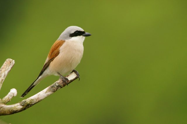 Обыкновенный жулан (Lanius collurio) – самый распространённый вид сорокопутов в европейской России, встречается от зоны тундры и на юг, обитает также в Западной Сибири Обыкновенный жулан (Lanius collurio) – самый распространённый вид сорокопутов в европейской России, встречается от зоны тундры и на юг, обитает также в Западной Сибири