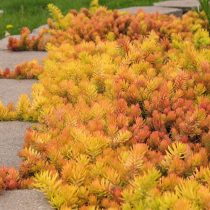 Очиток скальный «Ангелина» (Sedum rupestre 'Angelina') Очиток скальный «Ангелина» (Sedum rupestre 'Angelina')