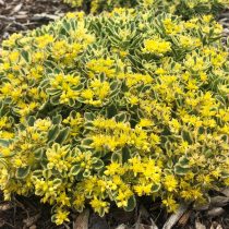 Очиток скальный Бугивуги» (Sedum rupestre 'BoogieWoogie') Очиток скальный Бугивуги» (Sedum rupestre 'BoogieWoogie')