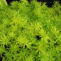 Очиток скальный «Лемон Бол» (Sedum rupestre 'Lemon Ball') Очиток скальный «Лемон Бол» (Sedum rupestre 'Lemon Ball')
