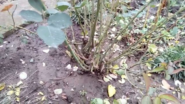 Посадили розу – обильно поливаем. Под куст должно уйти не меньше 10 литров. При этом поливать следует небольшими порциями, чтобы вода как следует впитывалась Посадили розу – обильно поливаем. Под куст должно уйти не меньше 10 литров. При этом поливать следует небольшими порциями, чтобы вода как следует впитывалась