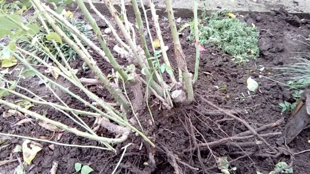 Итак, перед нами кустик, с которым мы собираемся работать. У нас есть два варианта. Первый – не выкапывать его целиком, а выбрать веточку, которую будем отделять. Ну и второй вариант – выкопать куст целиком и уже потом размножить на нужное количество деленок. Итак, перед нами кустик, с которым мы собираемся работать. У нас есть два варианта. Первый – не выкапывать его целиком, а выбрать веточку, которую будем отделять. Ну и второй вариант – выкопать куст целиком и уже потом размножить на нужное количество деленок.
