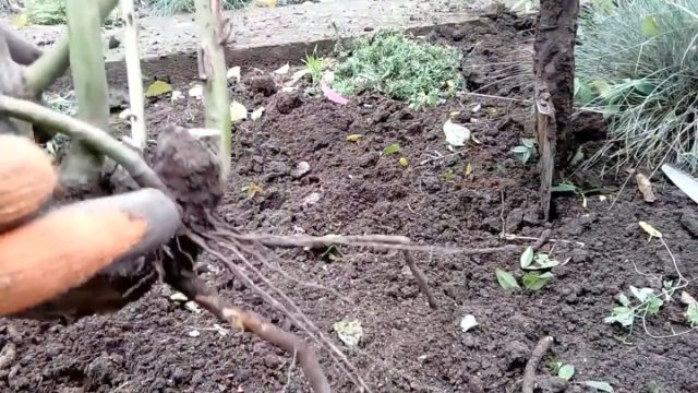 Если при делении на корнях образовались ранки (места спила, разлома и т.д.), для профилактики их стоит обработать раствором медного купороса и присыпать толченым древесным углем. Если при делении на корнях образовались ранки (места спила, разлома и т.д.), для профилактики их стоит обработать раствором медного купороса и присыпать толченым древесным углем.