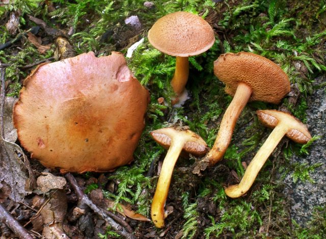Перечный гриб, или маслёнок перечный (Chalciporus piperatus) Перечный гриб, или маслёнок перечный (Chalciporus piperatus)