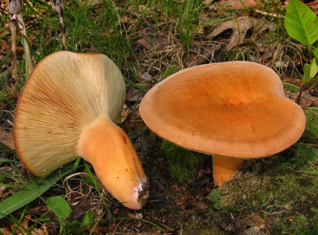 Подмолочник, или груздь красно- коричневый (Lactarius volemus). Замечательный гриб, съедобный и вкусный, в сыром виде благоухающий морепродуктами Подмолочник, или груздь красно- коричневый (Lactarius volemus). Замечательный гриб, съедобный и вкусный, в сыром виде благоухающий морепродуктами