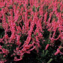 Вереск «Ред стар» (Calluna 'Red Star')