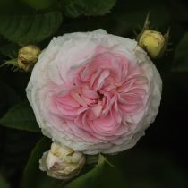Сорт розы белой «Фелисит Перментье» (Rosa alba 'Felicite Parmentier')