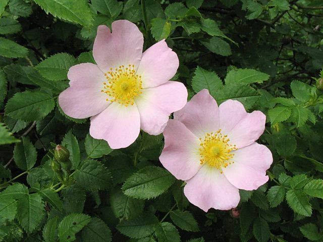 Роза собачья «Laxa» (Rosa canina 'Laxa’), например, широко распространённая в качестве подвоя в Западной Европе (оригинальные «остинки» тоже прививаются на неё), заметно менее зимостойка
