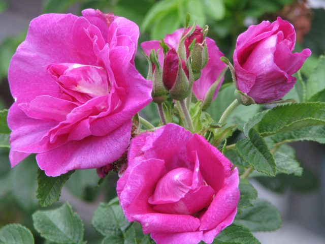 Сорт розы морщинистой «Царица Севера» (Rosa Rugosa 'Carica Severa'), полученный Регелем в 1879 году, до сих пор кочует по садам Скандинавии