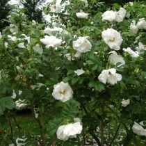 Роза морщинистая белая «Шнее Ойле» (Rosa Rugosa 'Schnee Eule')
