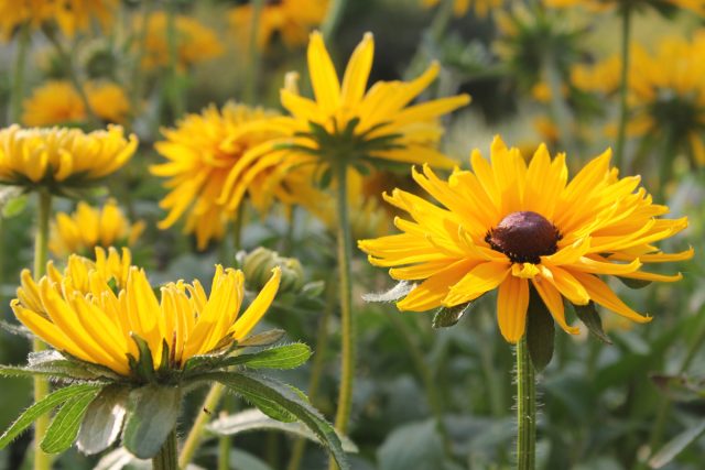 Рудбекия глянцевитая «Джули Голд» (Rudbeckia nitida 'Juli Gold') Рудбекия глянцевитая «Джули Голд» (Rudbeckia nitida 'Juli Gold')