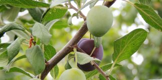 Самые частые болезни сливы