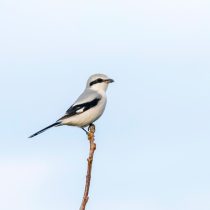 Cерый сорокопут (Lanius excubitor) Cерый сорокопут (Lanius excubitor)