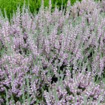 Вереск «Сильвер Найт» (Calluna 'Silver Knight')