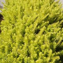 Вереск «Аурея» (Calluna 'Aurea')