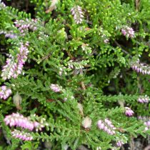 Вереск «Х.Е. Бил» (Calluna 'Н.Е. Beale')