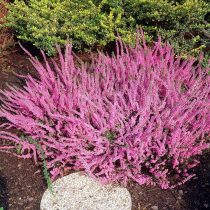 Вереск «Миллион» (Calluna 'Mullion')