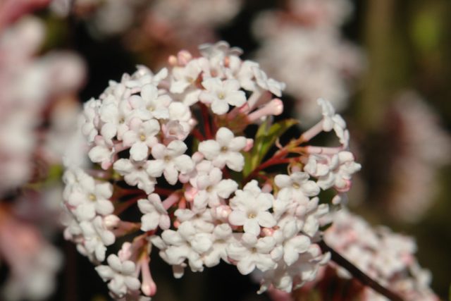 Калина пахучая (Viburnum Farreri) Калина пахучая (Viburnum Farreri)