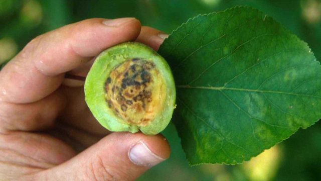 Вирус оспы сливы, или шарка (Plum pox virus, PPV) Вирус оспы сливы, или шарка (Plum pox virus, PPV)