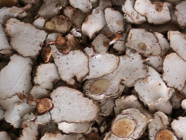Грибы могут менять состав ароматических веществ при определённых условиях выращивания. Например, гриб вольфипория кокосовая, или вольфипория экстенсивная (Wolfiporia extensa)