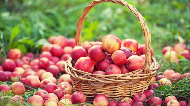 10 вариантов, как победить большой урожай яблок