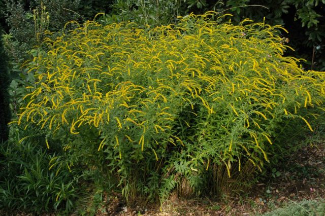 Золотарника морщинистого «Файрворкс» (Solidago rugosa 'Fireworks') Золотарника морщинистого «Файрворкс» (Solidago rugosa 'Fireworks')