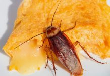 Как быстро вывести тараканов?