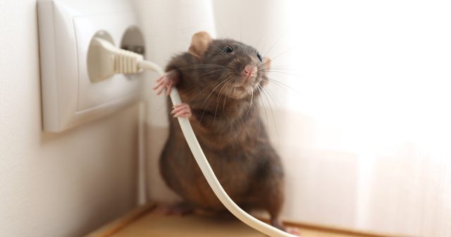 Как поймать крысу дома?