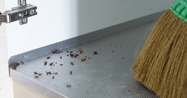 Слагаемые успеха в борьбе с тараканами – это скорость вашей реакции, грамотные действия и эффективные средства. Если всё это есть в наличии, то любая ситуация не будет безвыходной