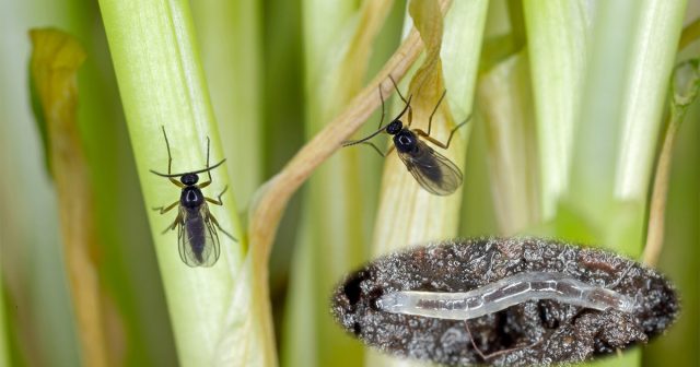 К сциаридам относятся несколько тысяч видов двукрылых насекомых, которых ещё называют почвенными комарикам