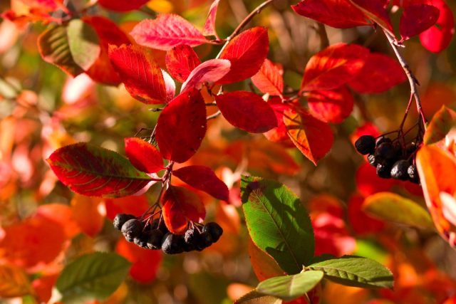 Арония (Aronia) Арония (Aronia)